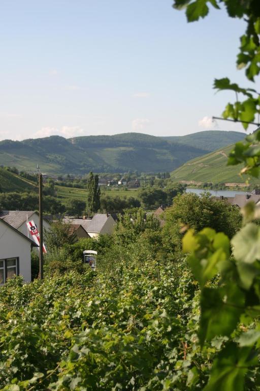 Ferienweingut Hirschen Schulstrasse Bed & Breakfast Burg  Bagian luar foto
