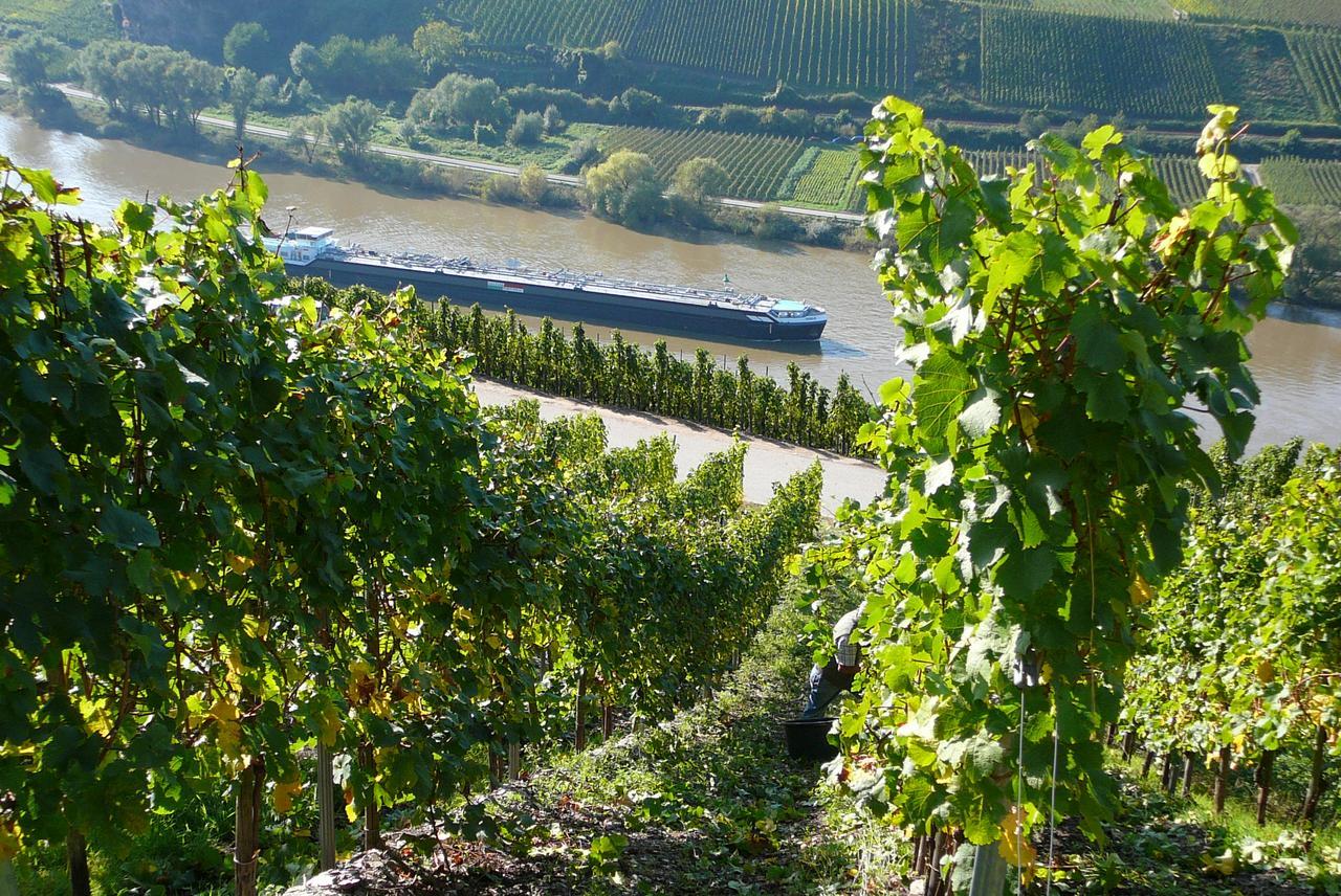 Ferienweingut Hirschen Schulstrasse Bed & Breakfast Burg  Bagian luar foto