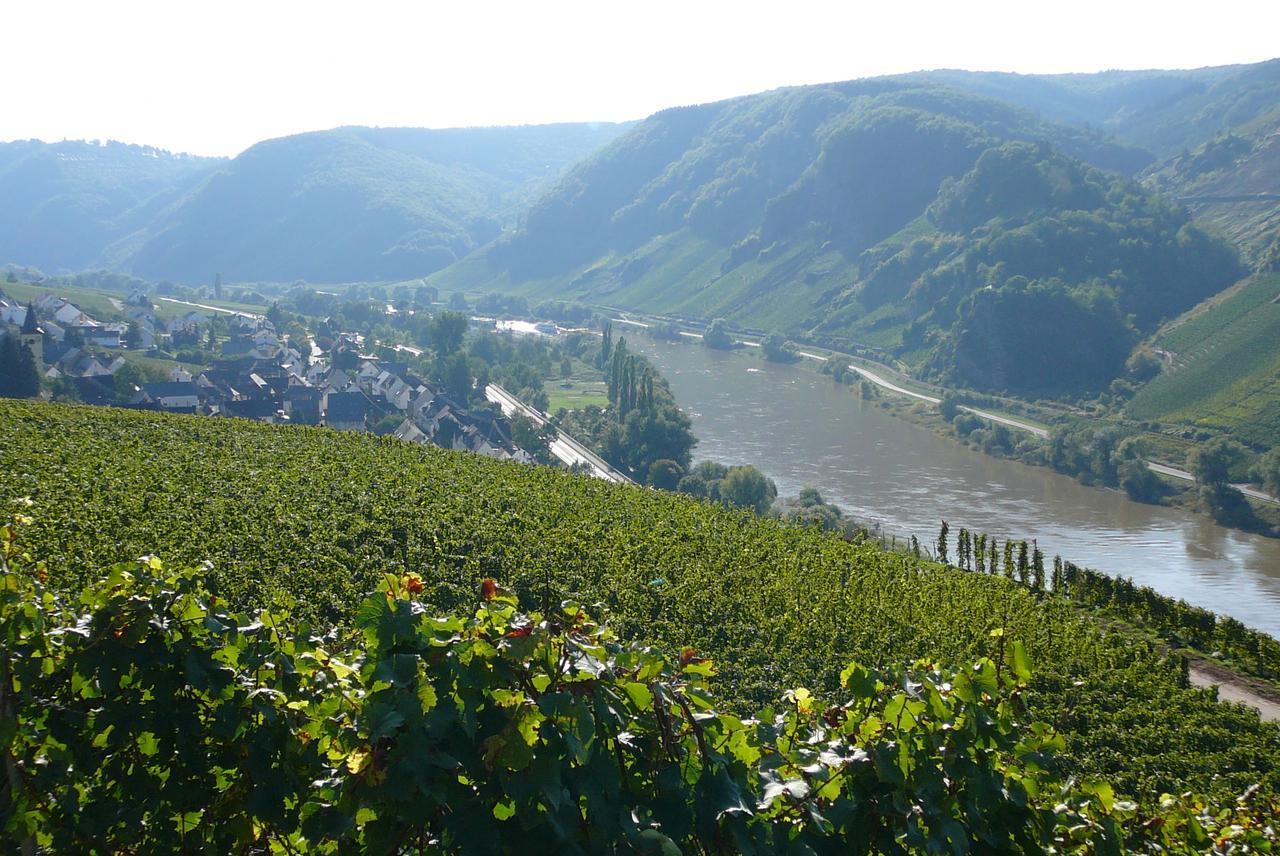 Ferienweingut Hirschen Schulstrasse Bed & Breakfast Burg  Bagian luar foto